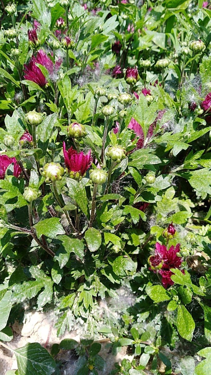 菊花种苗北京夏菊苗基地直供根系好花色艳丽