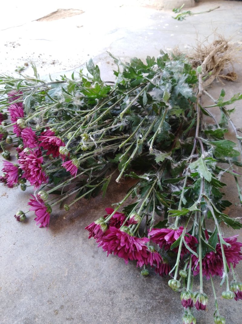 菊花种苗北京夏菊苗基地直供根系好花色艳丽