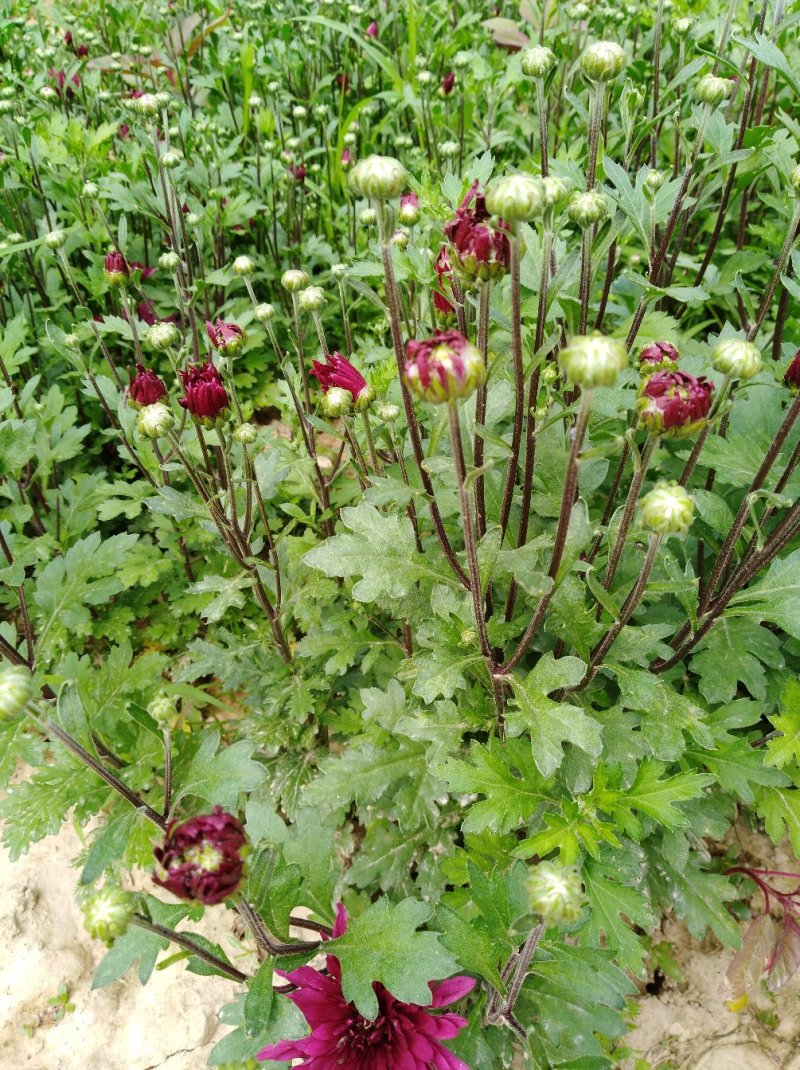 菊花种苗北京夏菊苗基地直供根系好花色艳丽