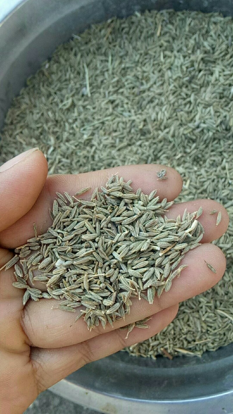 新疆孜然
