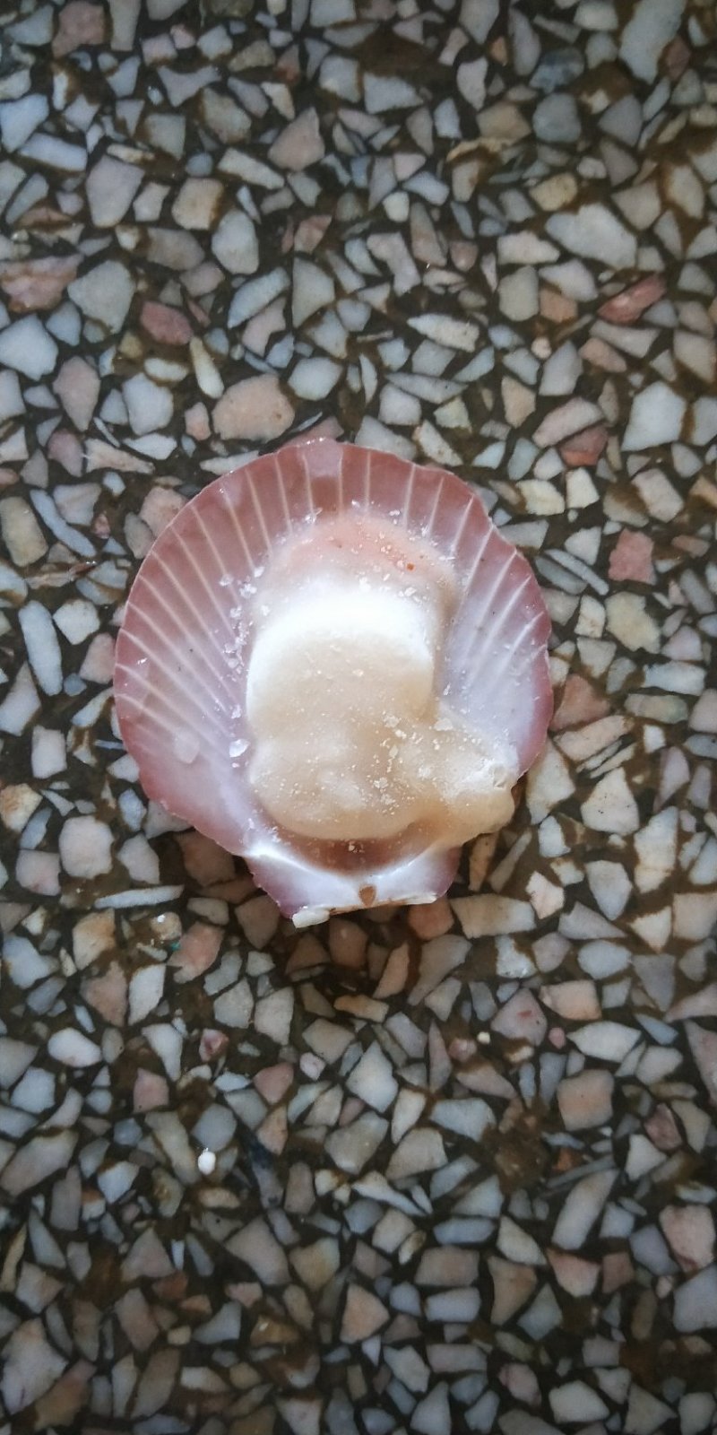 冰冻半壳日月圆贝带膏