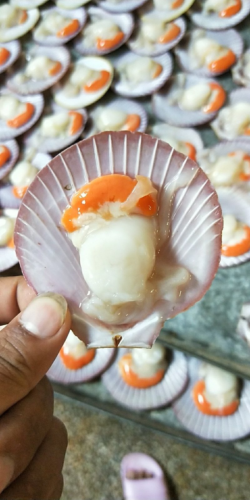 冰冻半壳日月圆贝带膏