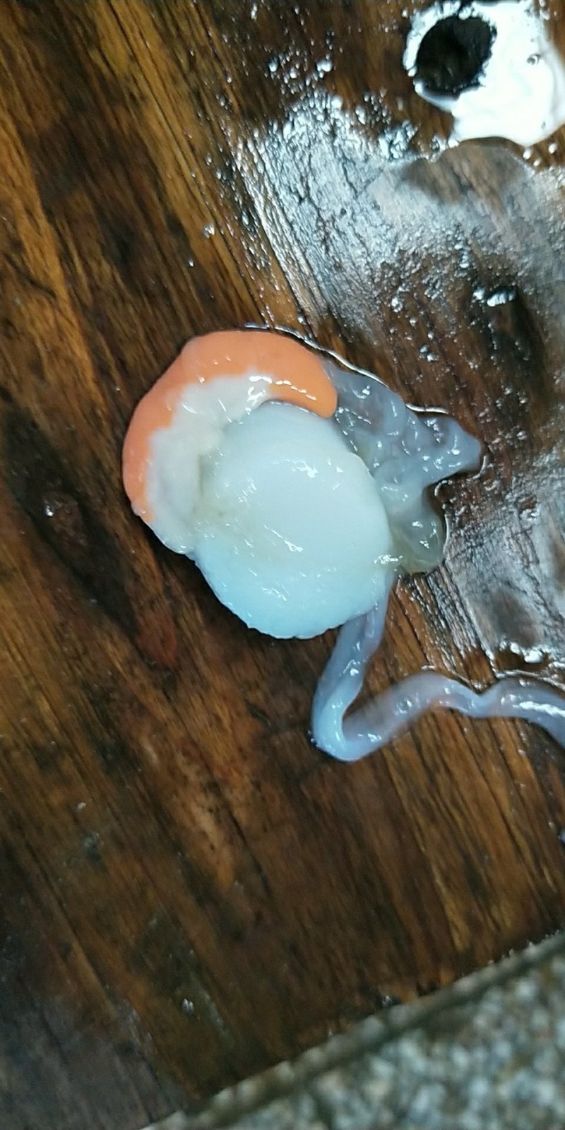 冰冻半壳日月圆贝带膏