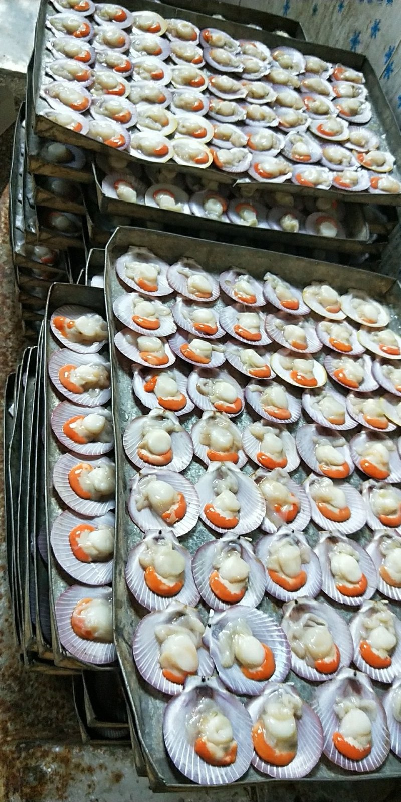 冰冻半壳日月圆贝带膏
