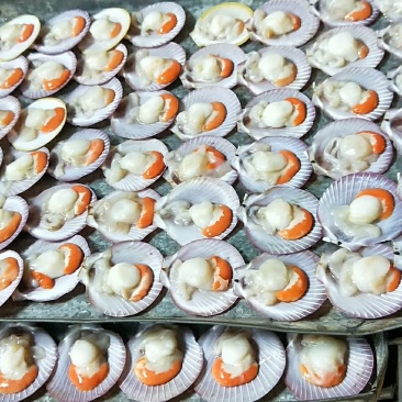 冰冻半壳日月圆贝带膏