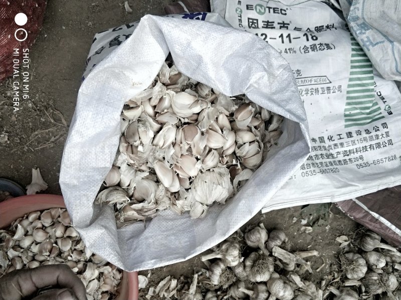 蒜心，夹瓣潍坊安丘