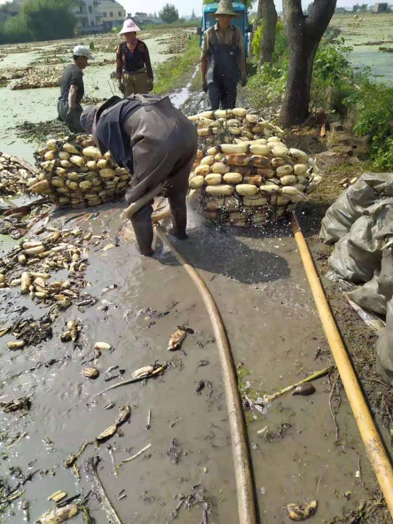 田藕