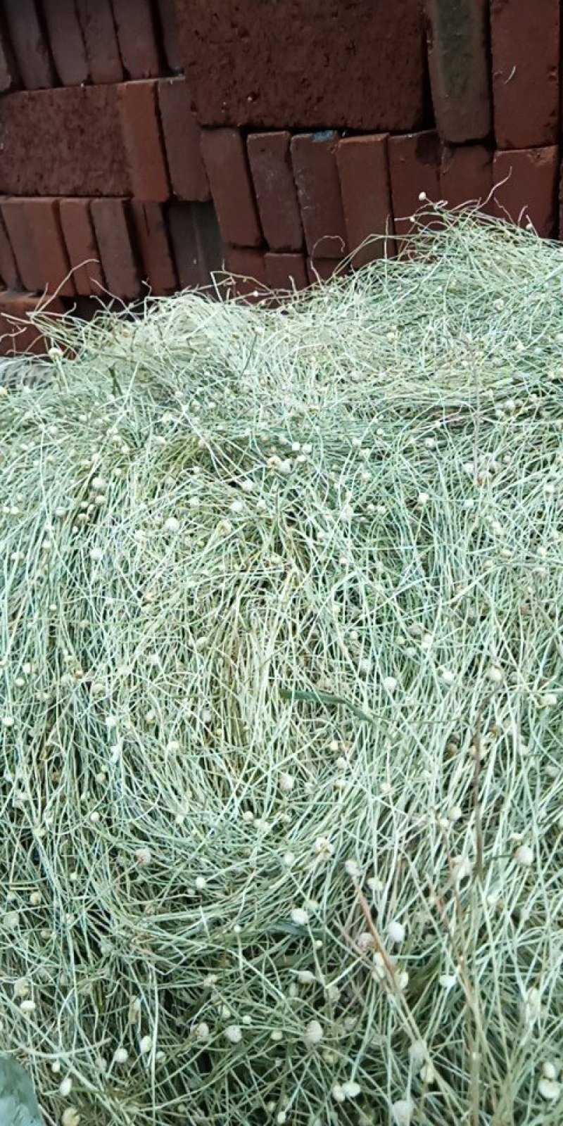 专业基地谷精草，药捡合格
