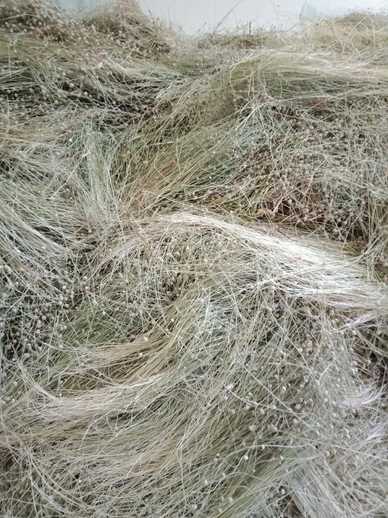 专业基地谷精草，药捡合格