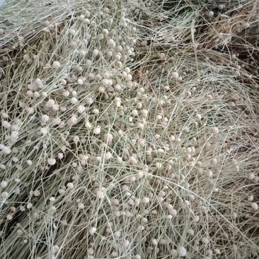 专业基地谷精草，药捡合格