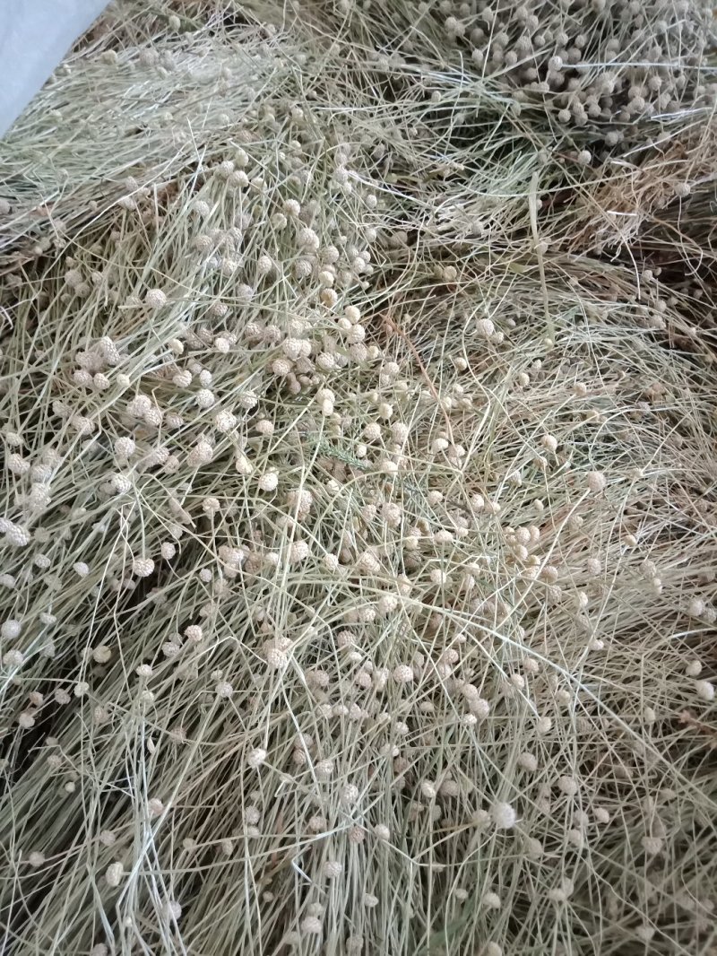 专业基地谷精草，药捡合格