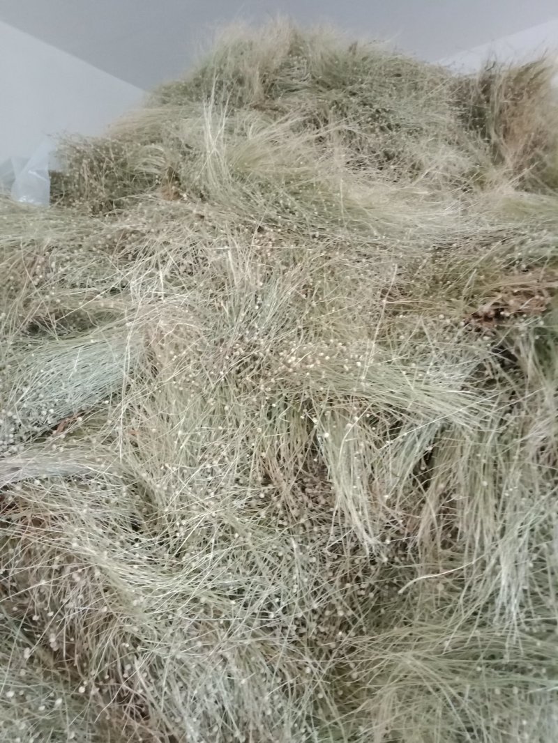专业基地谷精草，药捡合格