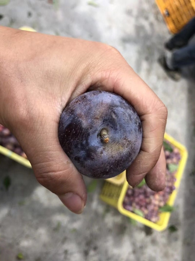 茂县高山脆红李，各大味足，已低价出售优质产品