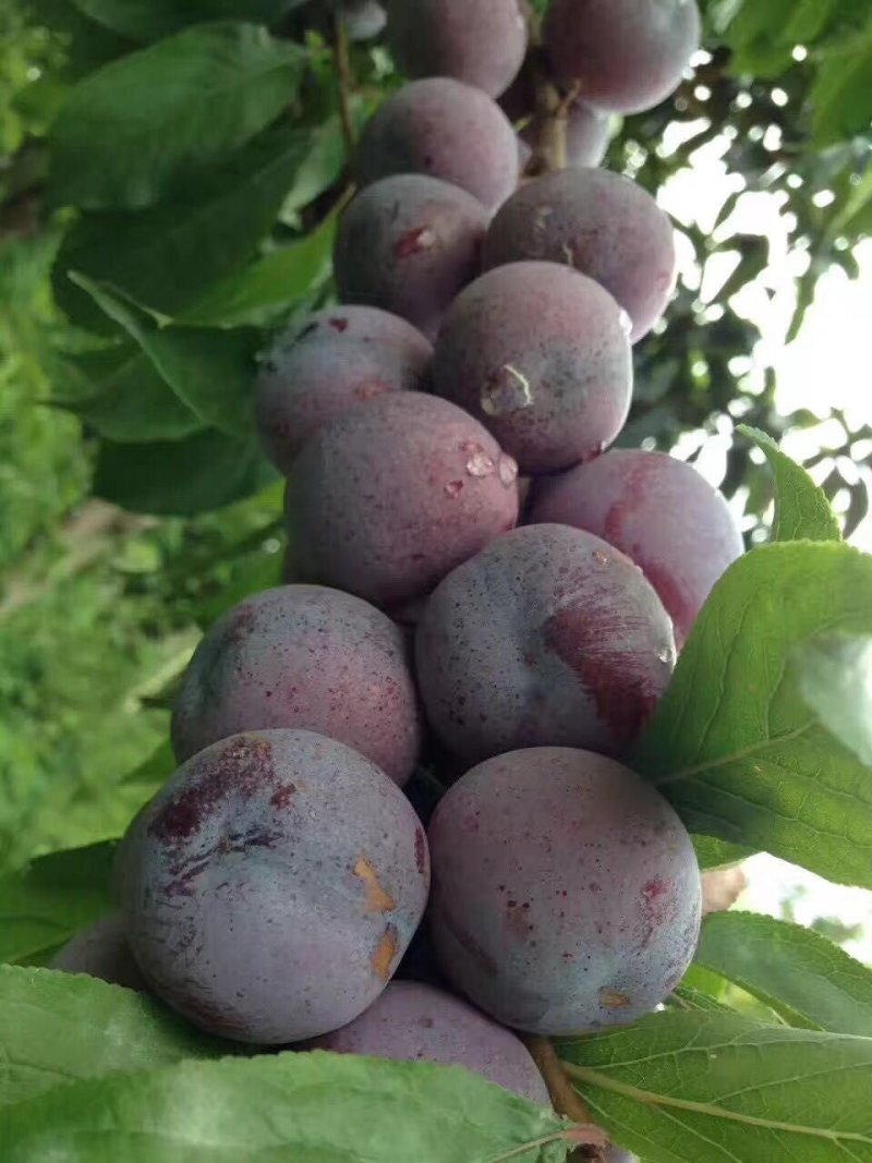 茂县高山脆红李，各大味足，已低价出售优质产品