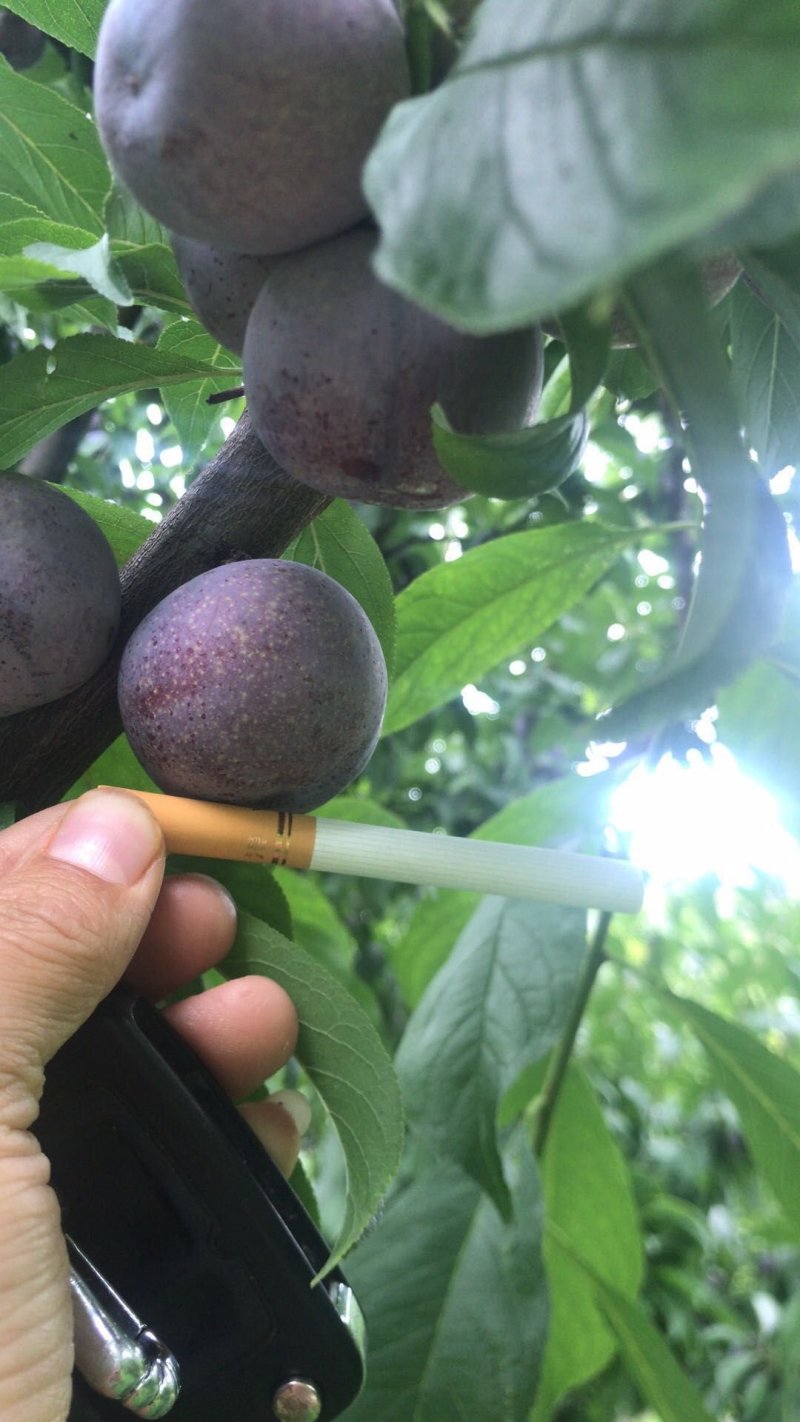 茂县高山脆红李，各大味足，已低价出售优质产品