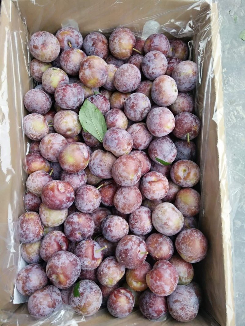 茂县高山脆红李，各大味足，已低价出售优质产品