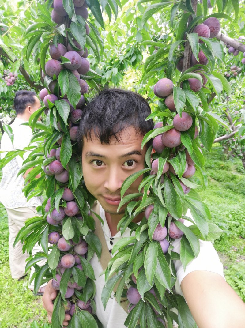 茂县高山脆红李，各大味足，已低价出售优质产品