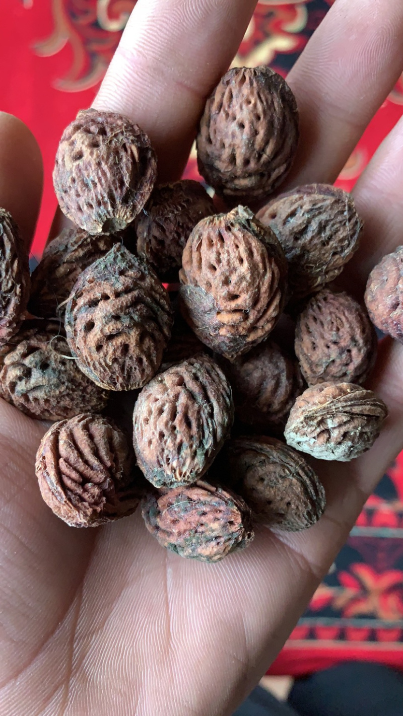 毛桃核，产地大量发货，质量保证，欢迎采购