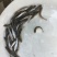 银鳕苗银鳕鱼苗淡水银鳕鱼苗特种鱼苗