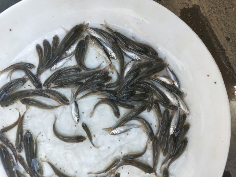 银鳕苗银鳕鱼苗淡水银鳕鱼苗特种鱼苗
