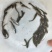 银鳕苗银鳕鱼苗淡水银鳕鱼苗特种鱼苗