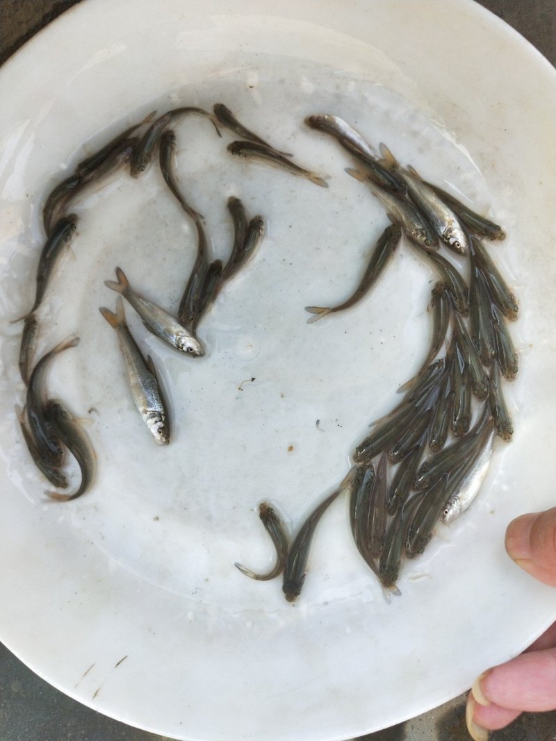 银鳕苗银鳕鱼苗淡水银鳕鱼苗特种鱼苗
