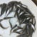 银鳕苗银鳕鱼苗淡水银鳕鱼苗特种鱼苗