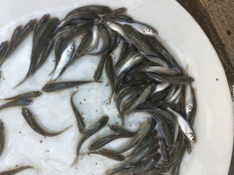 银鳕苗银鳕鱼苗淡水银鳕鱼苗特种鱼苗