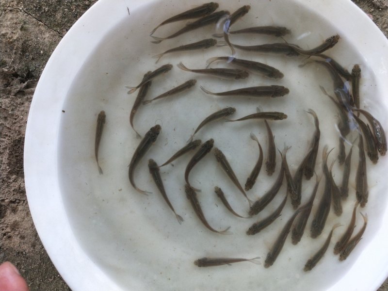 银鳕苗银鳕鱼苗淡水银鳕鱼苗特种鱼苗