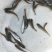 银鳕苗银鳕鱼苗淡水银鳕鱼苗特种鱼苗