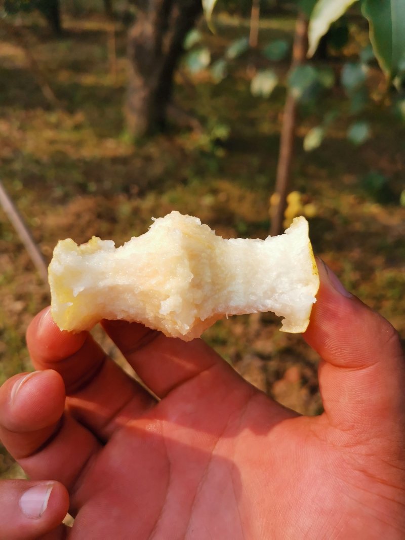 砀山酥梨，贡梨品质，沙地老梨树质量高🔥🔥🔥🔥🔥