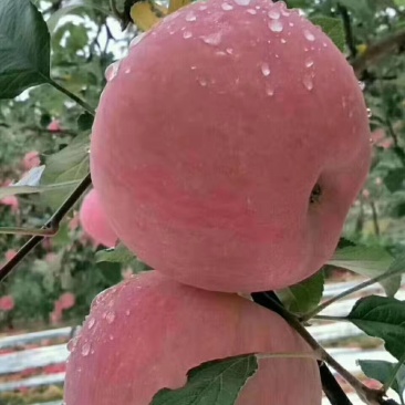 脆甜