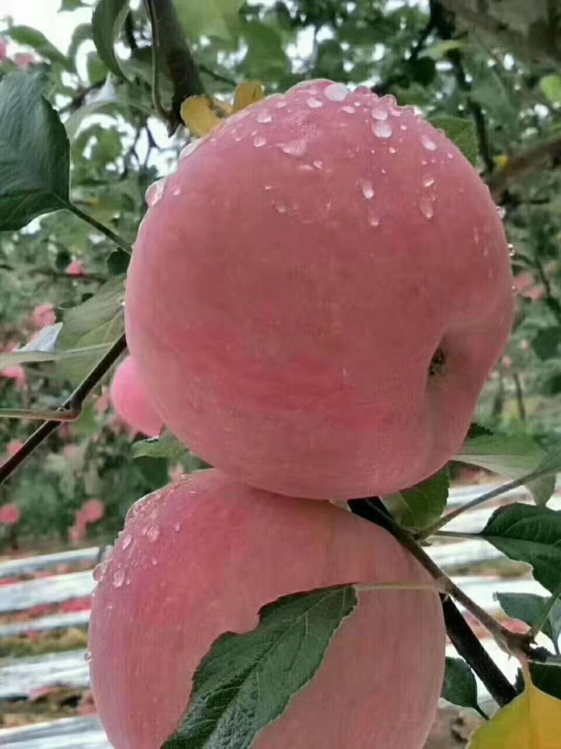 脆甜
