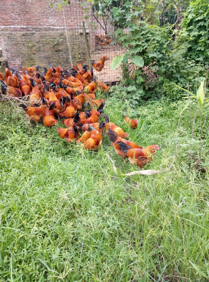 土鸡