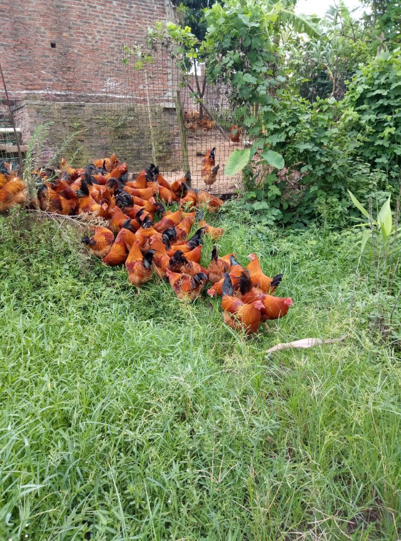 土鸡