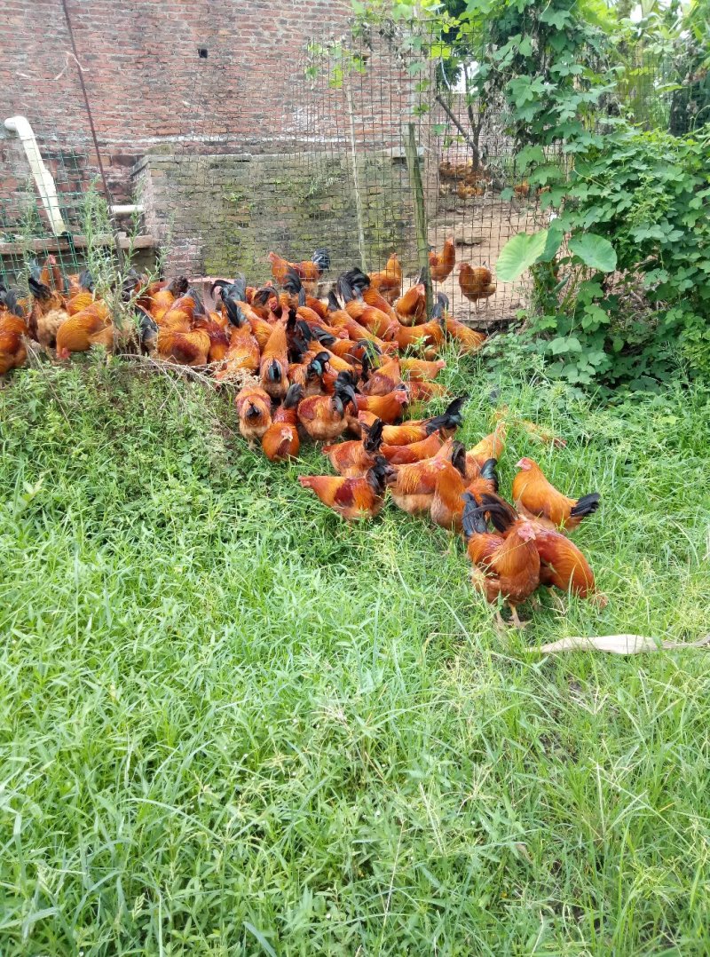 土鸡