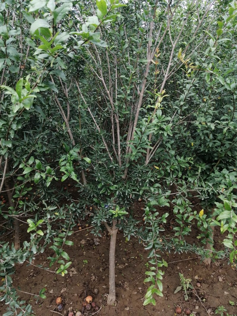 石榴树花石榴丛生石榴产地直销可以看货