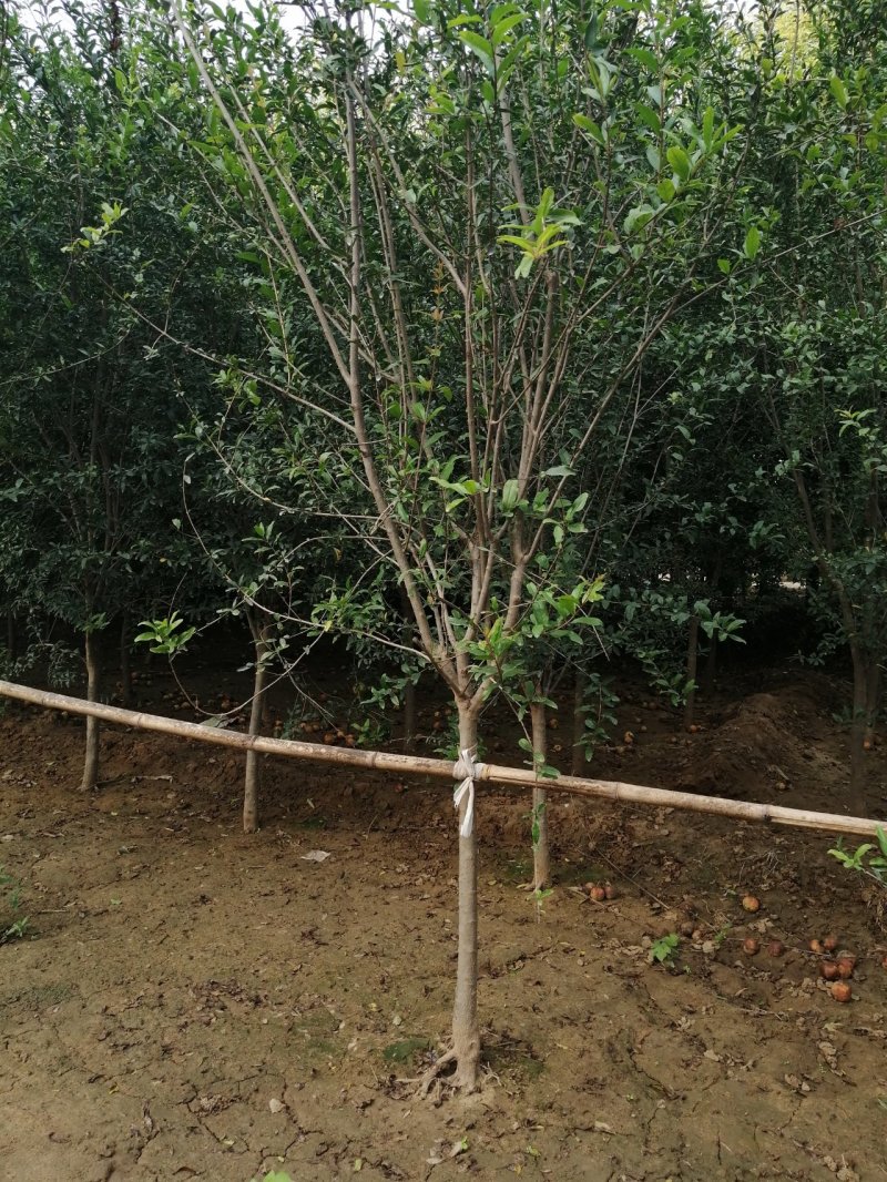 石榴树花石榴丛生石榴产地直销可以看货