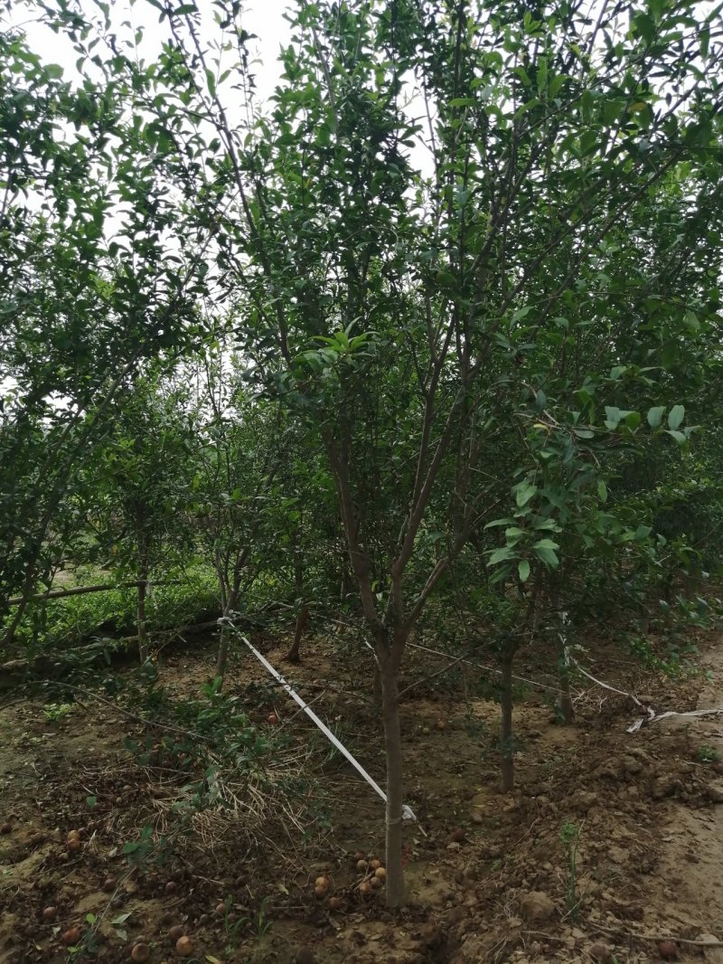 石榴树花石榴丛生石榴产地直销可以看货