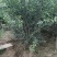 石榴树花石榴丛生石榴产地直销可以看货