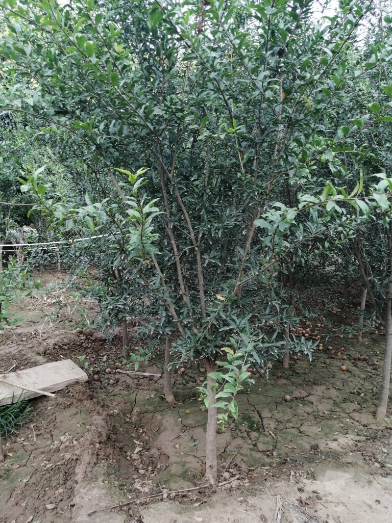 石榴树花石榴丛生石榴产地直销可以看货