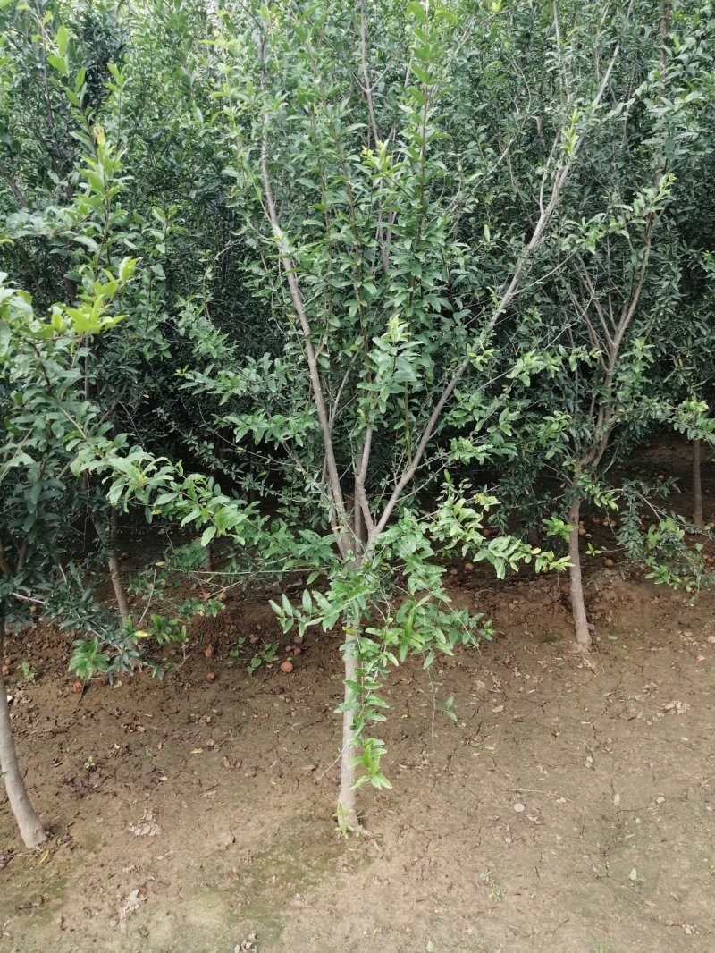 石榴树花石榴丛生石榴产地直销可以看货