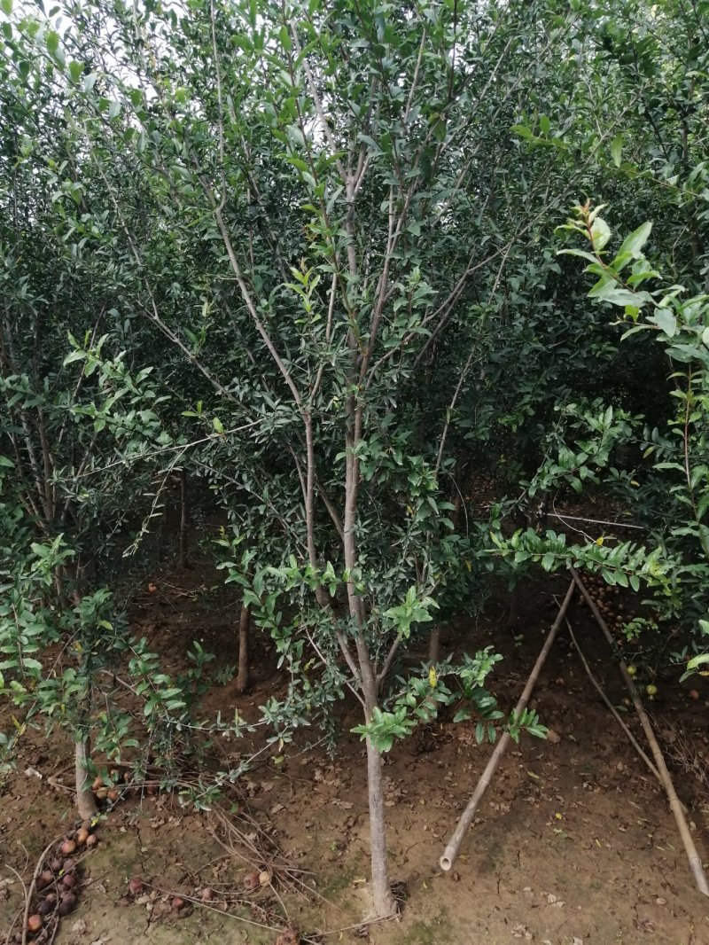石榴树花石榴丛生石榴产地直销可以看货