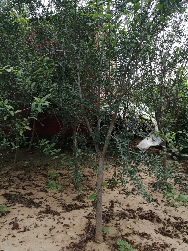石榴树花石榴丛生石榴产地直销可以看货