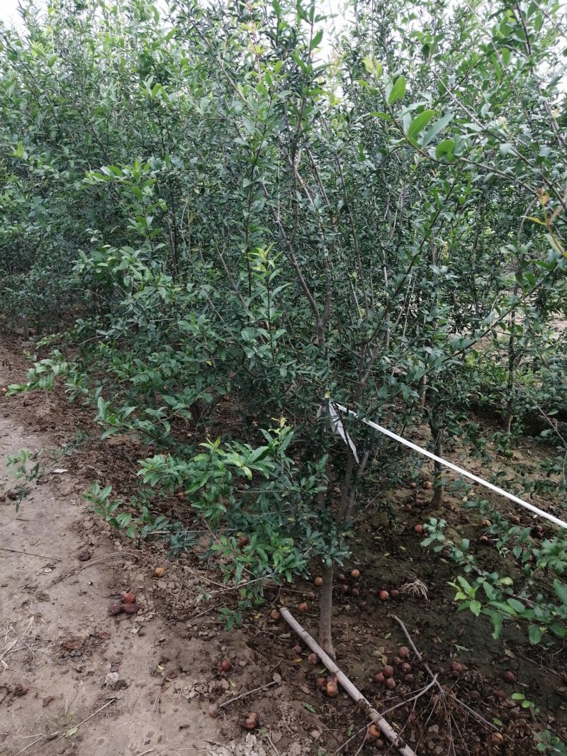石榴树花石榴丛生石榴产地直销可以看货