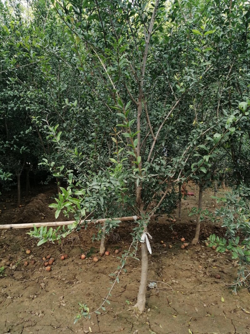 石榴树花石榴丛生石榴产地直销可以看货