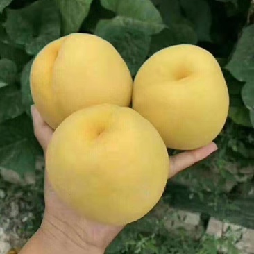果大