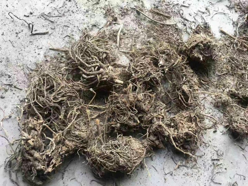 辽宁蒿苯保含量
