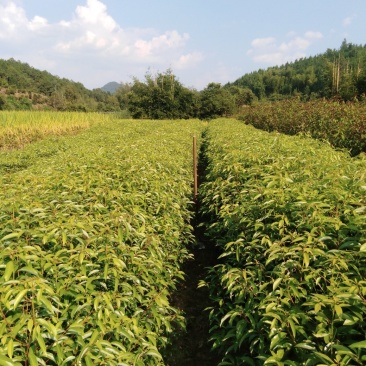 香樟地苗，袋苗！质优价廉！诚信可靠！欢迎来电！