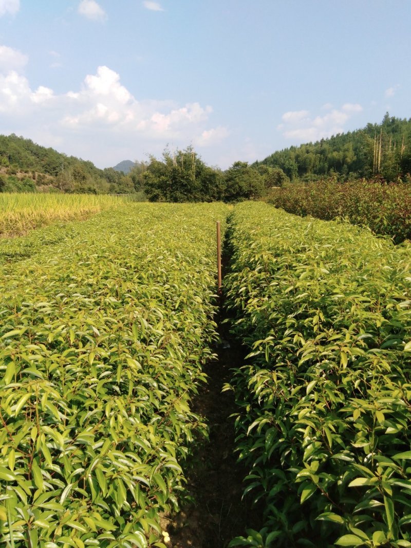香樟地苗，袋苗！质优价廉！诚信可靠！欢迎来电！